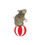 Hamster Jiffow's Home（個別スタンプ：11）