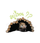 Hamster Jiffow's Home（個別スタンプ：14）