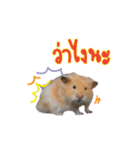 Hamster Jiffow's Home（個別スタンプ：15）