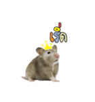 Hamster Jiffow's Home（個別スタンプ：17）