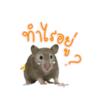 Hamster Jiffow's Home（個別スタンプ：21）