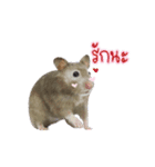 Hamster Jiffow's Home（個別スタンプ：22）