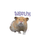 Hamster Jiffow's Home（個別スタンプ：24）
