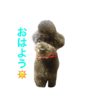 トイプードル ジジとマロ（個別スタンプ：4）