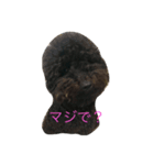 トイプードル ジジとマロ（個別スタンプ：6）
