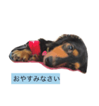 毎日むさこ（個別スタンプ：3）