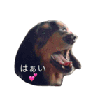毎日むさこ（個別スタンプ：7）