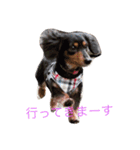 毎日むさこ（個別スタンプ：11）