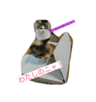 引越しました（個別スタンプ：3）