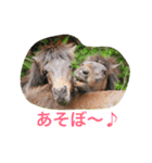 馬♡御崎馬 2（個別スタンプ：1）
