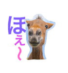 馬♡御崎馬 2（個別スタンプ：2）