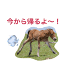 馬♡御崎馬 2（個別スタンプ：4）
