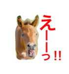 馬♡御崎馬 2（個別スタンプ：9）