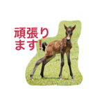 馬♡御崎馬 2（個別スタンプ：14）