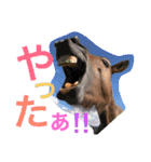 馬♡御崎馬 2（個別スタンプ：15）