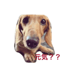 らっるいスタンプ第二弾（個別スタンプ：6）