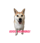 Luffy the shibainu daily life（個別スタンプ：1）
