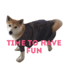 Luffy the shibainu daily life（個別スタンプ：5）