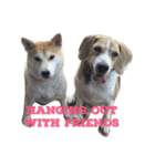 Luffy the shibainu daily life（個別スタンプ：6）