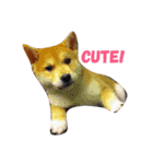 Luffy the shibainu daily life（個別スタンプ：7）