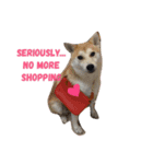 Luffy the shibainu daily life（個別スタンプ：8）