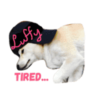 Luffy the shibainu daily life（個別スタンプ：9）