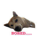 Luffy the shibainu daily life（個別スタンプ：11）