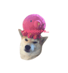 Luffy the shibainu daily life（個別スタンプ：12）