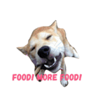 Luffy the shibainu daily life（個別スタンプ：14）