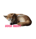Luffy the shibainu daily life（個別スタンプ：16）