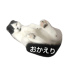 折れみみまろる Vol.3（個別スタンプ：3）
