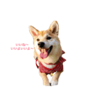 柴犬の一言（個別スタンプ：1）