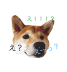 柴犬の一言（個別スタンプ：2）