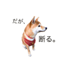 柴犬の一言（個別スタンプ：3）