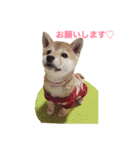 柴犬の一言（個別スタンプ：4）