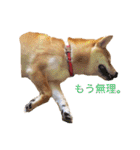 柴犬の一言（個別スタンプ：6）