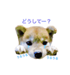 柴犬の一言（個別スタンプ：7）
