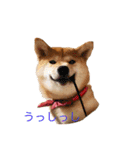 柴犬の一言（個別スタンプ：8）