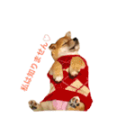 柴犬の一言（個別スタンプ：10）