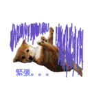 柴犬の一言（個別スタンプ：11）