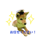 柴犬の一言（個別スタンプ：12）