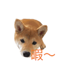 柴犬の一言（個別スタンプ：13）