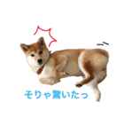 柴犬の一言（個別スタンプ：14）