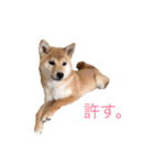 柴犬の一言（個別スタンプ：18）