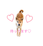 柴犬の一言（個別スタンプ：19）