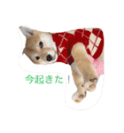 柴犬の一言（個別スタンプ：20）