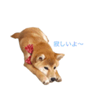 柴犬の一言（個別スタンプ：21）