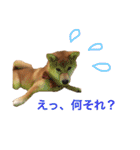 柴犬の一言（個別スタンプ：22）