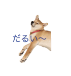 柴犬の一言（個別スタンプ：23）
