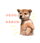 柴犬の一言（個別スタンプ：24）
